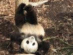 Funny Pandas